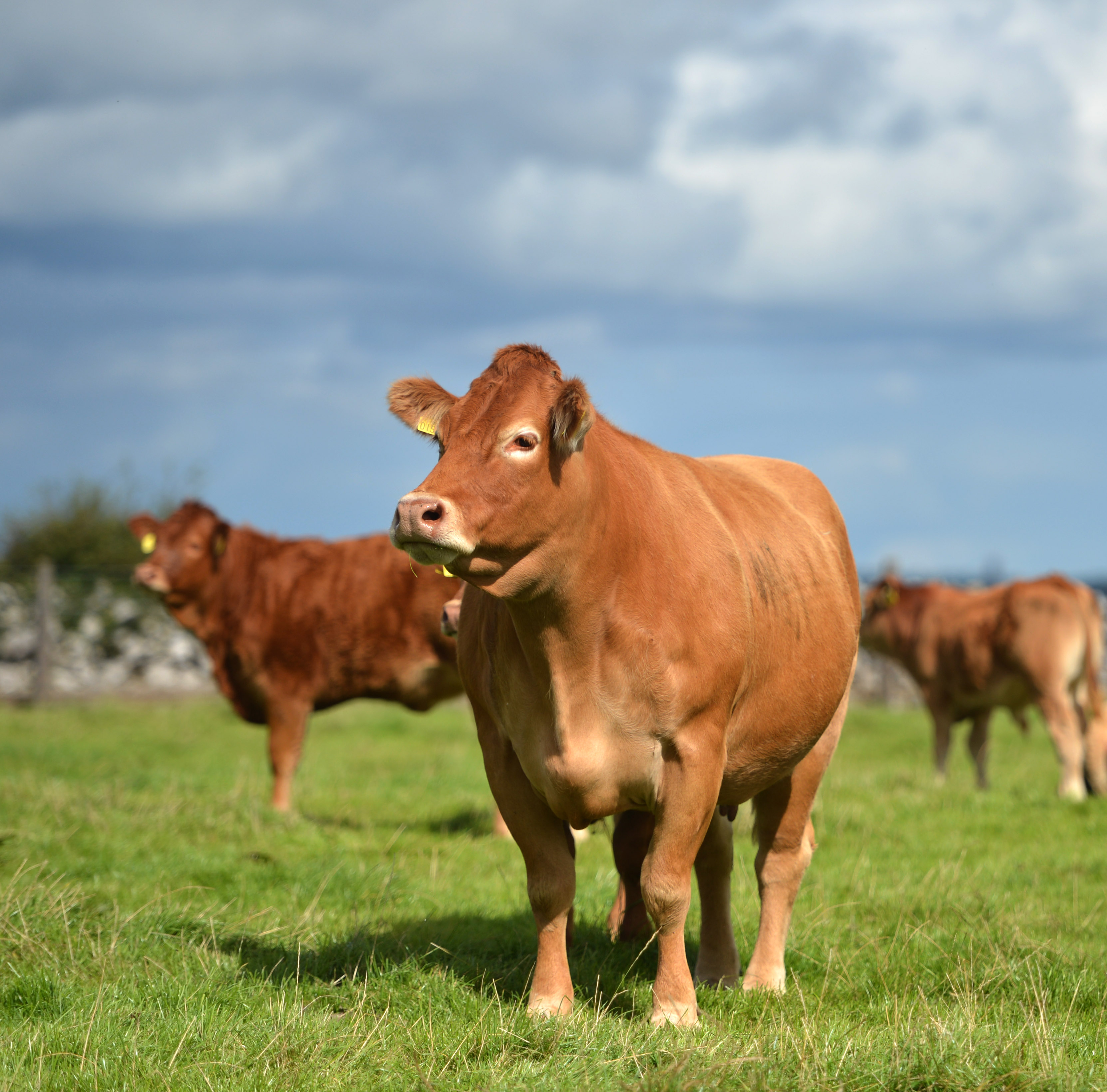 News - Page 14 of 19 - Irish Limousin