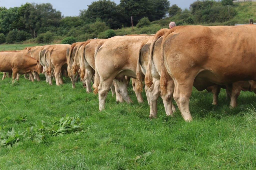 IMG_8510 - Irish Limousin