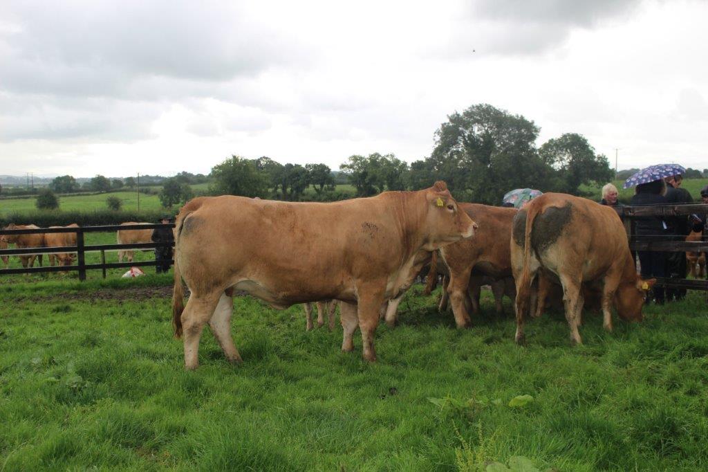 IMG_8520 - Irish Limousin