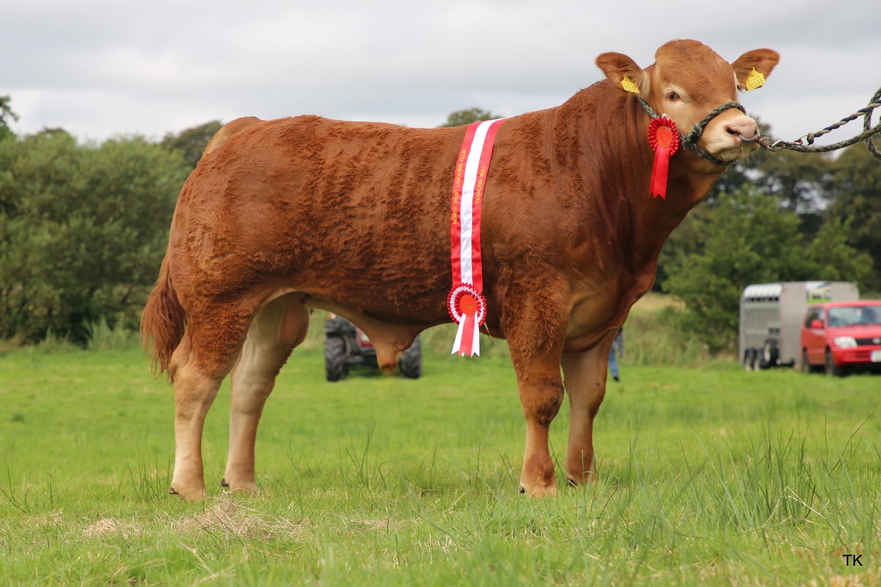 NW club calf finals Senior Bulls first prize winner Carrowclogher