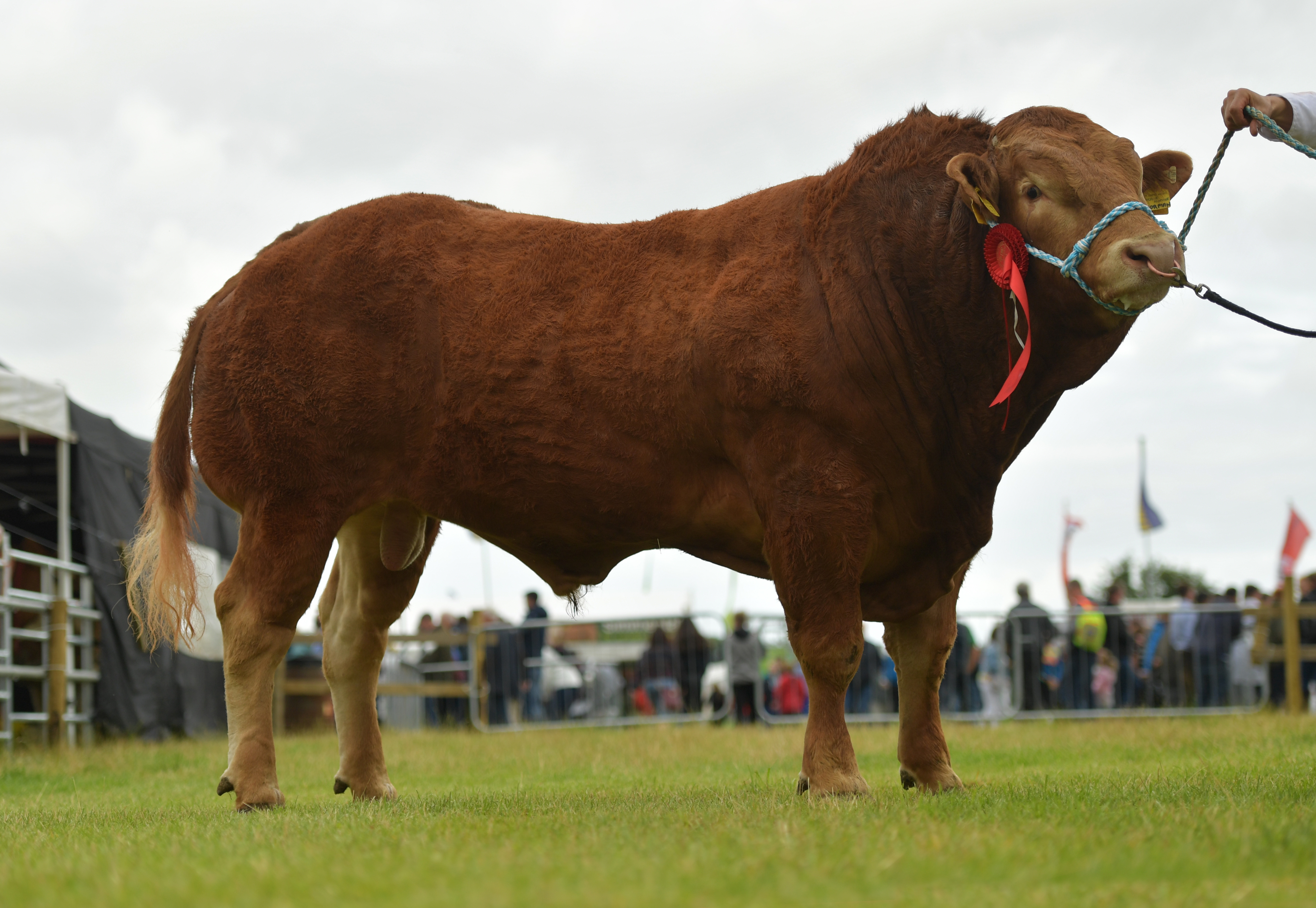 tm19ilim4137 - Irish Limousin