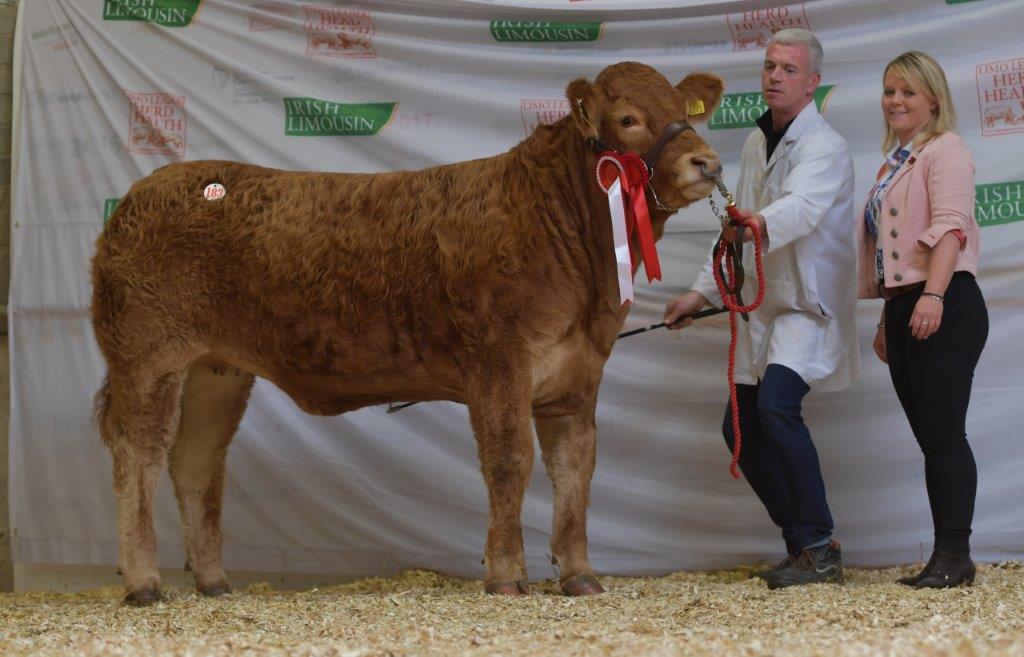 ilim19lot183roscoct6341 - Irish Limousin